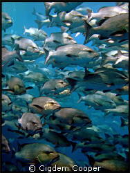 School of Twinspotted Snapper at Shark Reef. by Cigdem Cooper 